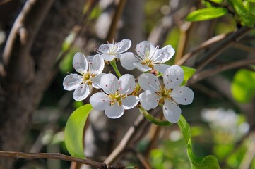 Conference pear tree blossom, Andalusia, Spain.