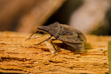 brown bug on a tree