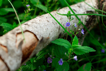 Small blue flower in a birch forest. Flowering in a rustic garden