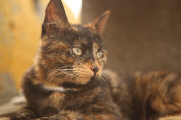 Close up portrait shot of a small black, yellow, brown colored striped cute kitten with light yellow eyes and white whiskers laying on wooden planks of a pier on a yellow orange bokeh soft background