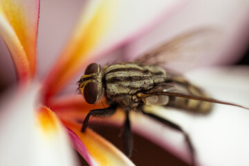 extreme close up of a fly