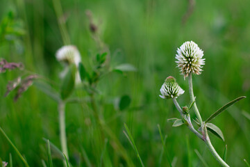 Blooming beautiful white flowers in the forest. Summer flowers in the village