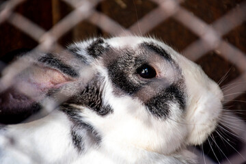 Domestic rabbits, hares sit in a cage, domestic animals