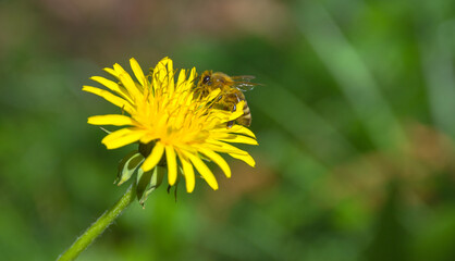 Bee full of pollen collecting nectar on a wild yellow dandelion flower, blurred green spring background