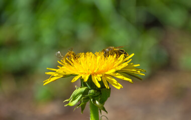 Bee full of pollen collecting nectar on a wild yellow dandelion flower, blurred green spring background