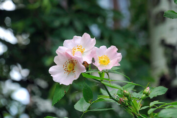 pink rosehip flowers during flowering on a rosehip bush