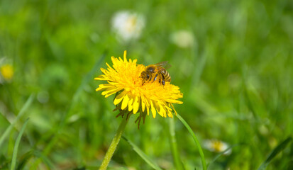 Bee full of pollen collecting nectar on a wild yellow dandelion flower, blurred green spring background