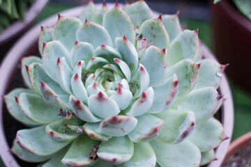 close up of succulent plant