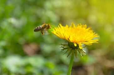 Bee full of pollen collecting nectar on a wild yellow dandelion flower, blurred green spring background, beautiful morning light