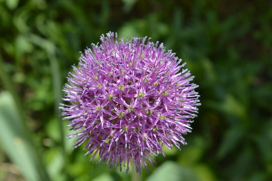 flowering onion in the garden