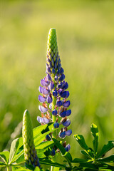 Blaue Vielblättrige Lupine Nahaufnahme