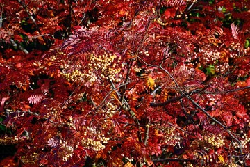A Mountain Ash tree in autumn showing its red coloured leaves, UK.