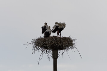 Coppia di cicogne con piccoli nel proprio nido