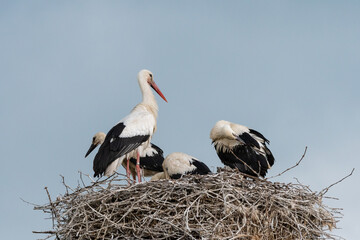 Coppia di cicogne con piccoli nel proprio nido
