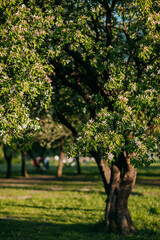 Fototapeta na wymiar Apple tree blossom, spring time, green leaves of apple tree on sunset.