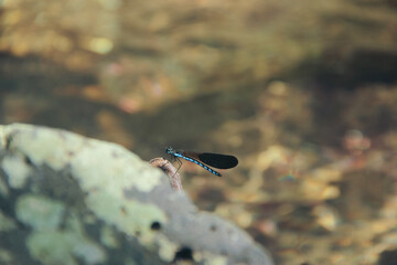 dragonfly on a rock