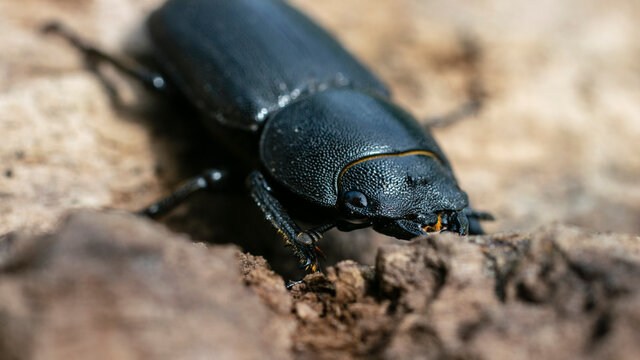 Portrait of black beetle woodcutter-tanner crawling on tree