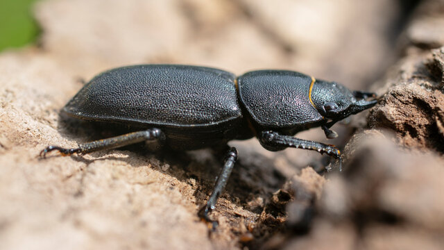 Big black beetle on a stump.