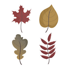 Isolated cartoon leaves of different kinds.