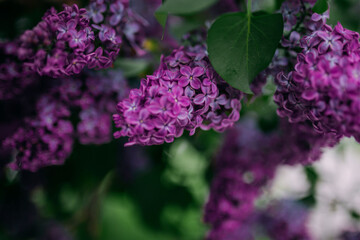 Lilac blossom, purple flowers, spring time and lilac tree flowering.