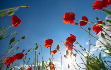Beautiful and colorful poppy field 