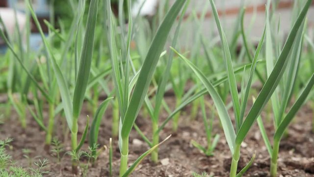 garlic plants in the field, agricultural background. Spring harvest. Rows in the ground. selective focus