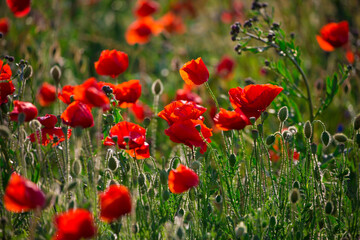 Beautiful and colorful poppy field 