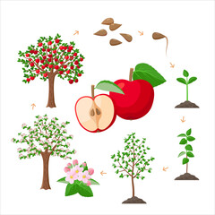 Apple tree life cycle from seeds to ripe red apples, tree growing from the soil infographic. Apple tree growth stages - vector botanical illustrations set for infographic isolated on white background.