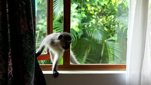 A cute opportunistic Vervet monkey takes a sneak peek into a house through an open window.