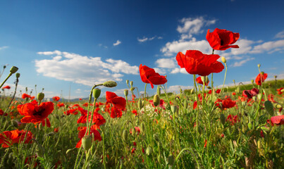 Fototapeta na wymiar Beautiful and colorful poppy field 