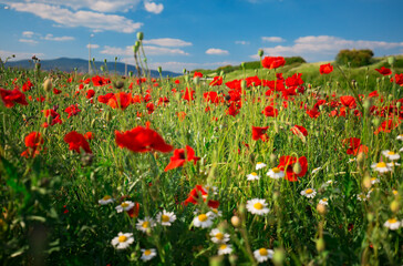Beautiful and colorful poppy field 