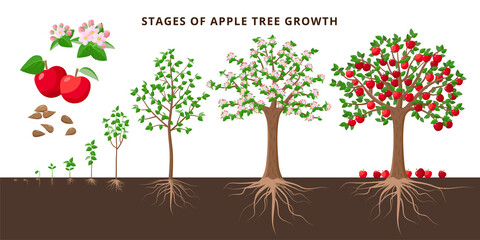 Apple tree growing stages - vector botanical illustration in flat design isolated on white background. Apple tree life cycle from seed to ripe fruit red apples, tree growing from the soil infographic.