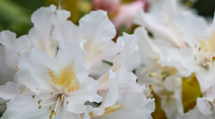 Fototapeta na wymiar Blooming beautiful white flower of Rhododendron Cunningham's White in spring garden. Gardening concept. Floral background