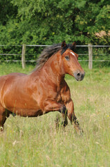 Pfalz-Ardenner Kaltblut