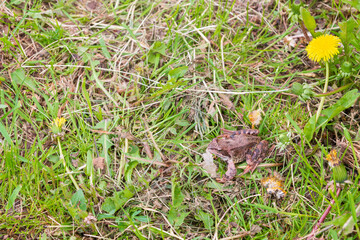 Brown spotted frog walks in the garden in summer.