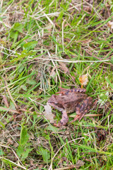 Brown spotted frog walks in the garden in summer.
