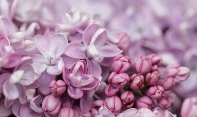 Blooming branch of purple terry Lilac in spring