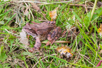 Brown spotted frog walks in the garden in summer.