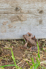 Brown spotted frog walks in the garden in summer.