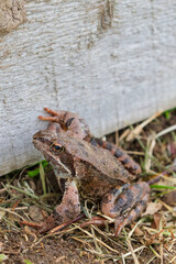 Brown spotted frog walks in the garden in summer.