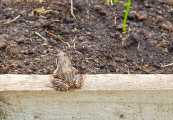 Brown spotted frog walks in the garden in summer.