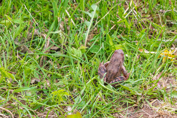 Naklejka na ściany i meble Brown spotted frog walks in the garden in summer.