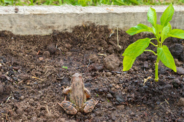 Brown spotted frog walks in the garden in summer.