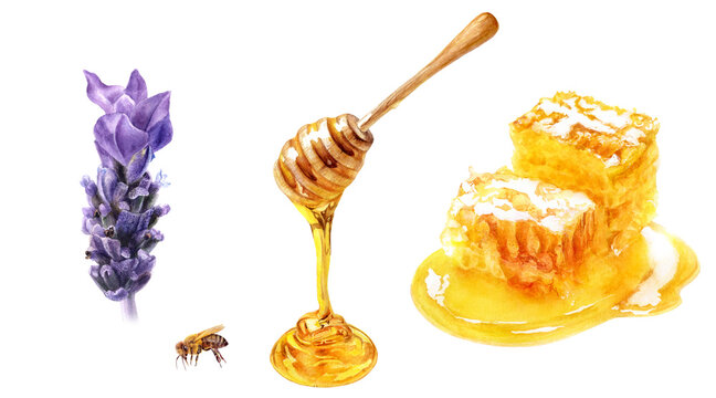 Honey stick, bee and honeycomb with lavender flower watercolor isolated on white background