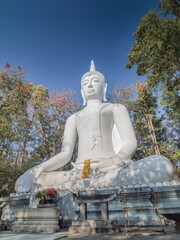 Fototapeta premium view of big white buddha sculpture around with green forest and blue sky background, Wat Analayo, Phayao Province, northern of Thailand.