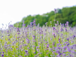 Violet lavender field blooming in summer sunlight. Sea of Lilac Flowers landscape in Provence, France. Bunch of scented flowers of the French Provence . Aromatherapy. Nature Cosmetics. Gardening.