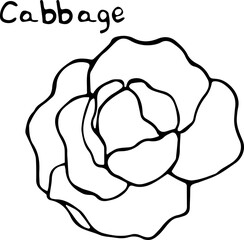 Vector illustration of a cabbage in the Doodle style, hand-drawn black outline on a white background with the text 