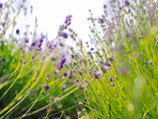 Violet lavender field blooming in summer sunlight. Sea of Lilac Flowers landscape in Provence, France. Bunch of scented flowers of the French Provence . Aromatherapy. Nature Cosmetics. Gardening.