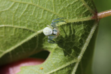 Veränderliche Krabbenspinne - Misumena vatia