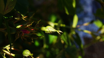 Bouton de rose contrasté